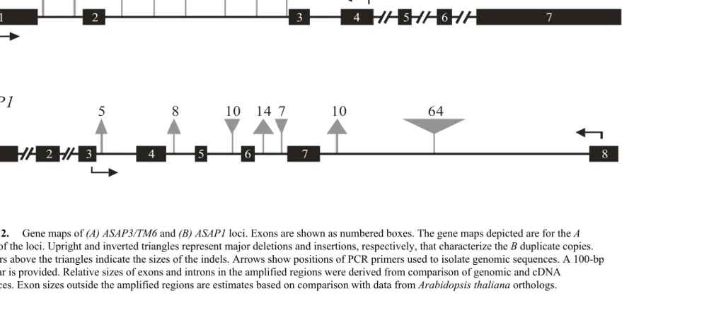 Figure 2. Numbers above the triangles indicate the sizes of the indels. Arrows show positions of PCR primers used to isolate genomic sequences