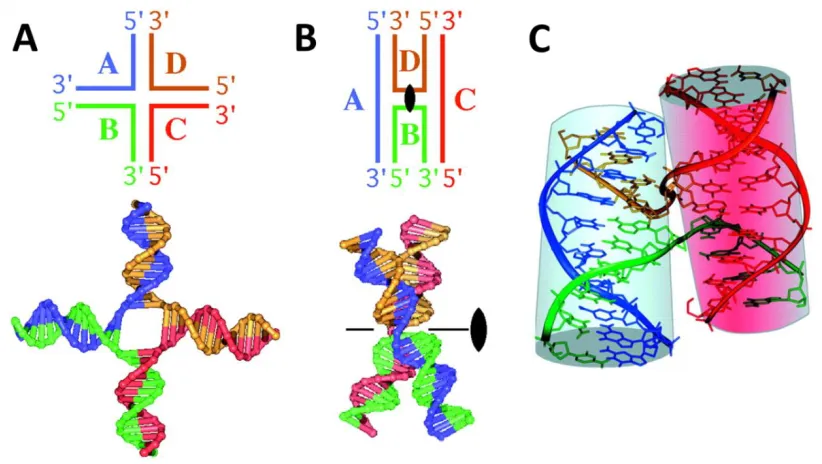 Figure 3. Conformations of four-way junctions. Four DNA strands are associated to form a junction with four duplex arms, A) extended in a square planar geometry, ―extended-X form‖ or B) and C) associated to form the ―stacked-X structure‖, of a Holliday junction.72 