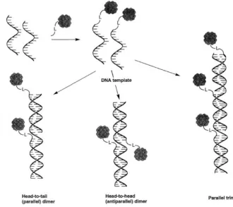 Figure 6. Schematic from Alivisatos47 demonstrating the ability to use DNA to organize nanoparticles