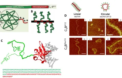 Figure 10. Candidate diblock protein compatibilizers. A) Schematic of C4-BK12 and its predicted 3D structure, and B) schematic of C4-BK12 associated with dsDNA (black)