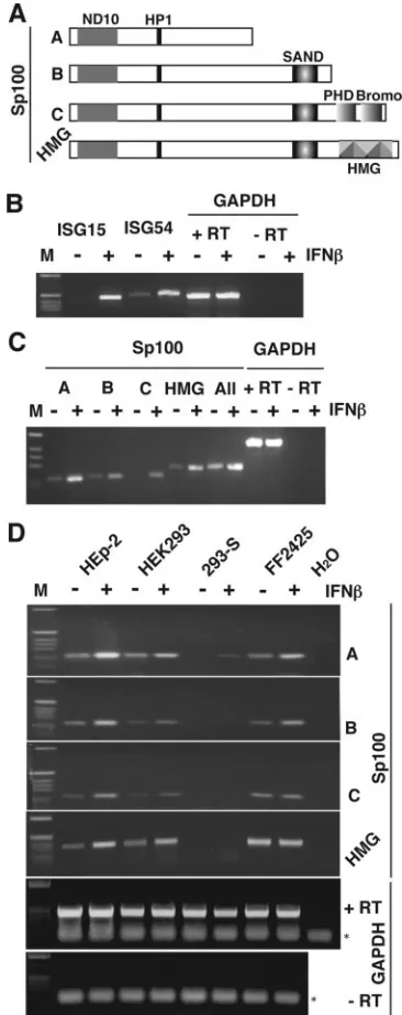 FIG. 1. Induction of Sp100 isoforms in response to IFN-�ment. (A) Structural and functional domains of Sp100 isoforms.(B) Induction of ISG15 and ISG54 mRNA was assessed by semiquan-titative RT-PCR analysis