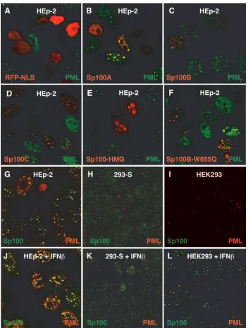 FIG. 2. Nuclear distribution of Sp100 protein. (A to F) HEp-2 cells grown on coverslips were transfected with plasmid constructs expressingmRFP-tagged NLS (A), Sp100A (B), Sp100B (C), Sp100C (D), Sp100HMG (E), or Sp100B-W655Q (F) isoforms and analyzed by IF assay with