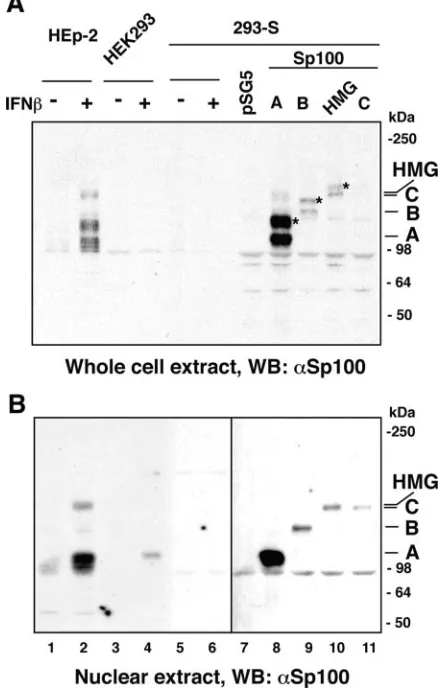FIG. 3. Accumulation of Sp100 isoforms in HEp-2, HEK293, and293-S cells. Whole-cell extracts (A) or nuclear fractions (B) of repli-