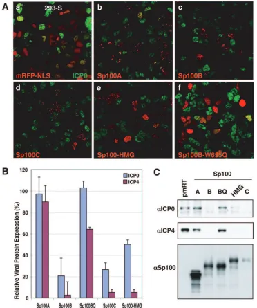 FIG. 5. Effect of Sp100 isoforms on expression of IE HSV-1 proteins. (A) 293-S cells grown on coverslips were transfected with plasmidconstructs expressing mRFP-tagged NLS (a), Sp100A (b), Sp100B (c), Sp100C (d), Sp100-HMG (e), or Sp100B-W655Q (f)