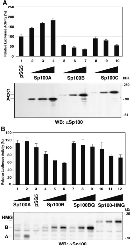 FIG. 6. Effect of Sp100 isoforms on luciferase expression from theICP0 promoter. (A) 293-S cells were transiently cotransfected with lucif-