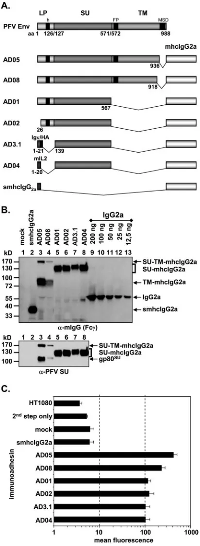 FIG. 2. Analysis of different subdomain constructs. (A) Schematicoutline of the PFV Env domain structure and the PFV Env immuno-