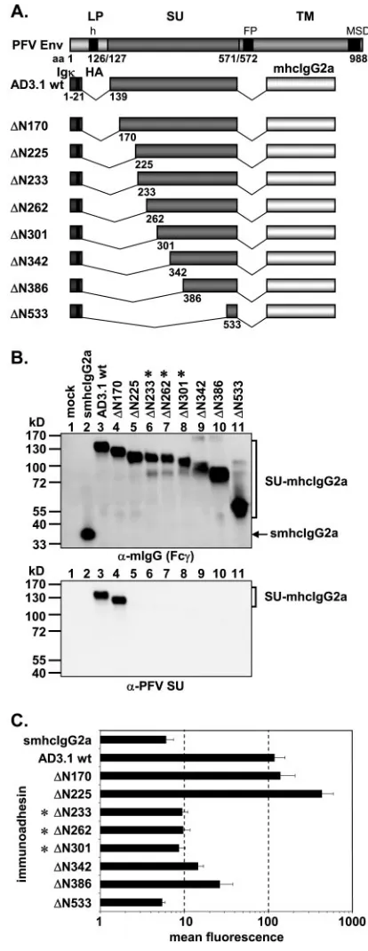 Fig. 1A. Deﬁned amounts of the individual immunoadhesins as indicated, har-vested either as plain cell culture supernatants or puriﬁed immunoadhesinstotal volume of 300 to 1,270different immunoadhesins or control proteins and identical total volumes wereus
