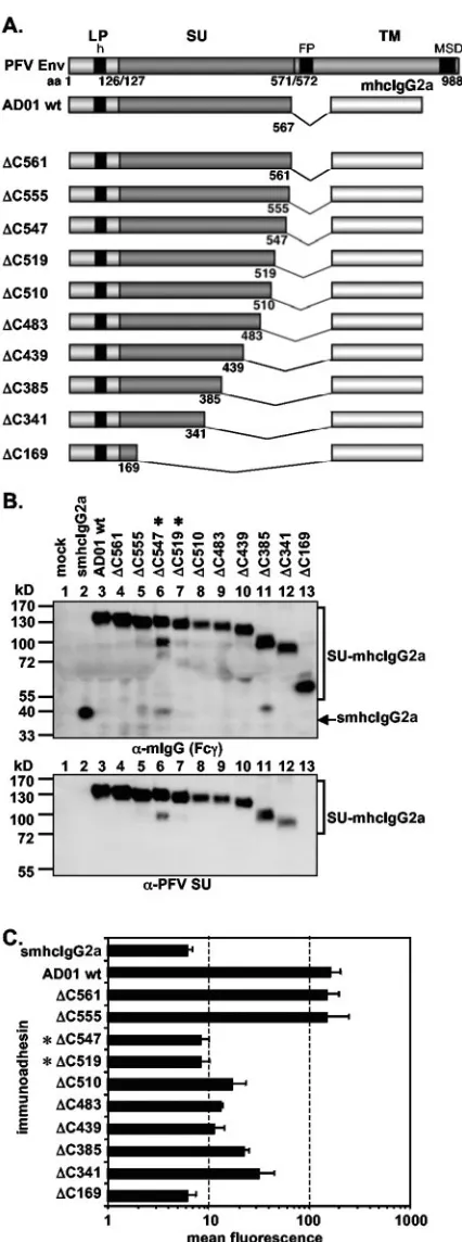 FIG. 4. AnalysisofSU-speciﬁc antibodies. The identities of the individual proteins arepuriﬁed immunoadhesins (marked by asterisks) and controls, as indi-cated, using polyclonal anti-mouse IgG-Fc(A) Schematic outline of the PFV Env domain structure and theC
