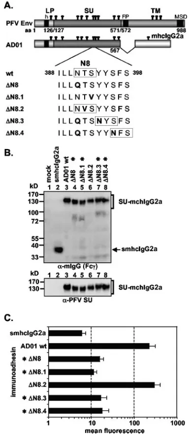 FIG. 5. Analysis of different N-glycosylation site 8 point mutants.(A) Schematic outline of the PFV Env domain structure and the PFV