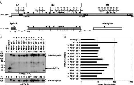 FIG. 6. Analysis of PFV SU cysteine point mutants. (A) Schematic outline of the PFV Env domain organization and the PFV Env SUimmunoadhesin AD3.1 with annotated positions of the individual cysteine residues
