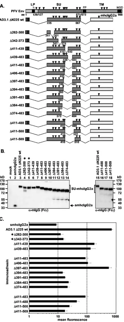 FIG. 7. Analysis of different internal deletion mutants. (A) Sche-matic outline of the PFV Env domain structure and the N-terminal