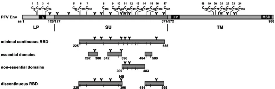 FIG. 8. Overview of the localization of PFV Env RBDs. Schematic outline of the PFV Env domain structure, the minimal continuous RBD,and essential or nonessential domains within, as characterized in this study.