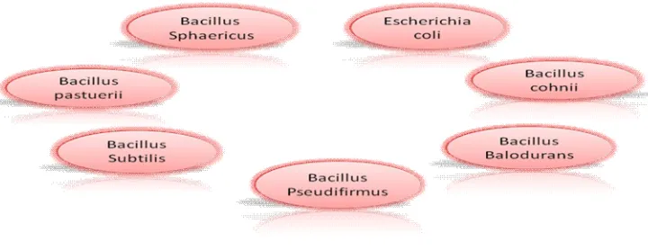 Fig. 1. Various types of Bacteria used in concrete 
