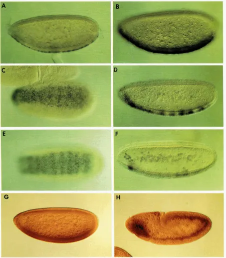 FIGURE 5.--DC2 DC2 DC2 to p-galactosidase. All embryos are oriented with anterior to the left and ventral down or blastoderm