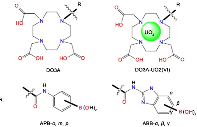 Figure 1. Designed DO3A-based sensors containing benzimidazole and phenylgroup. 