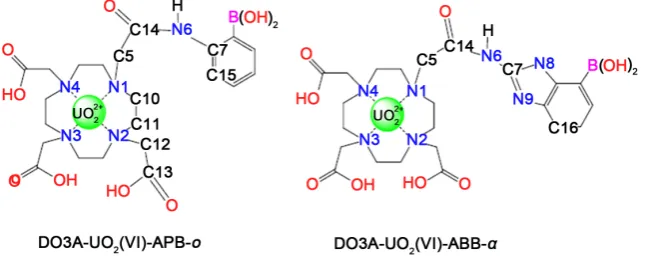 Figure 2. Schematic structures of DO3A-based sensors with/without uranyl ion. 