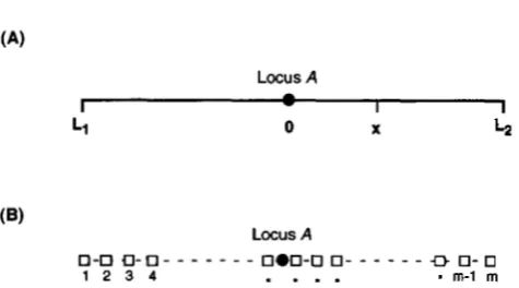 FIGURE 1.-Models considered. variation  occurs,  is  embedded  in whose right  end units of  physical  distance  from  locus left considered  in that  approximates  the  continuous  model  in the  right mutations > (A) The  continuous  model THEORETICAL AN