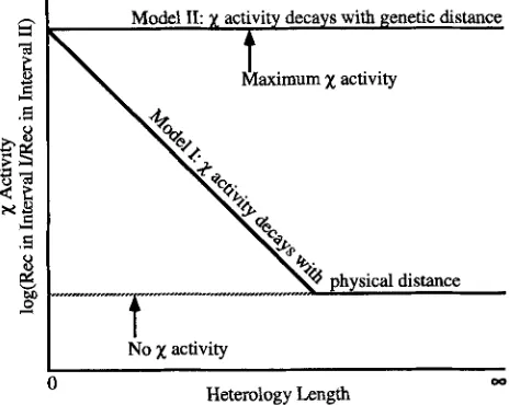 FIGURE 1.-Two activity.  RecBCD protein gains entry to a DNA duplex  at a 
