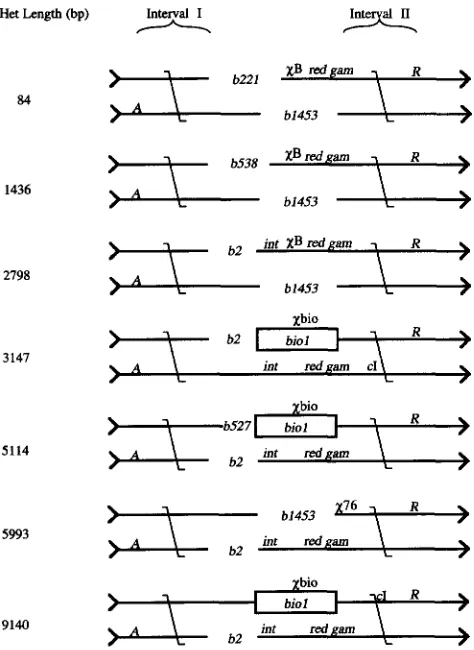 FIGURE 4.-Decay  of conducted in ret+ cells. A' RC recombinants were selected, 