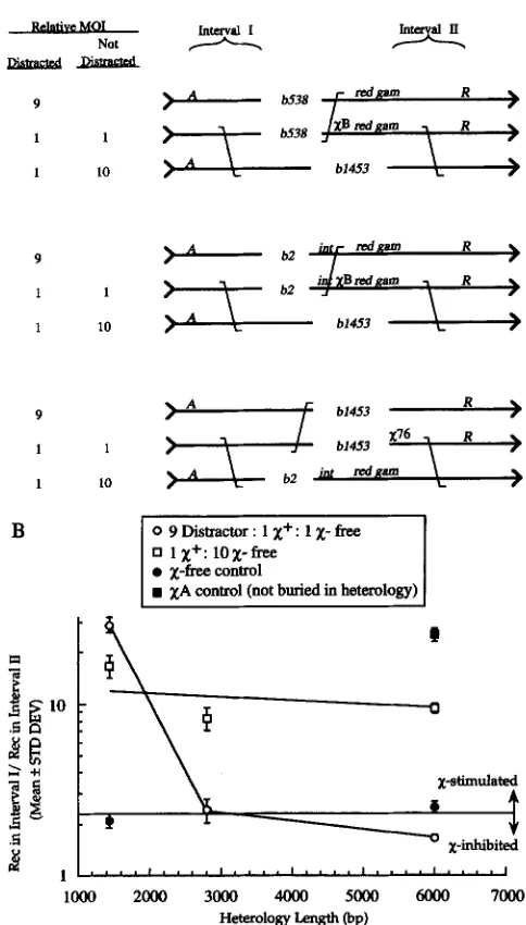 FIGURE activity.  Each  cross were determined. These values are plotted bp with phage that cannot contribute to the formation one x+, one X-free and nine distractor phage added per cell