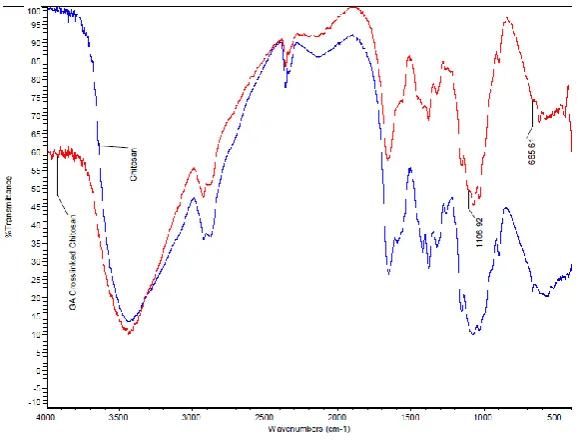 Fig 2. FT IR Spectra of Chitosan and Glutaraldehyde cross linked chitosan 