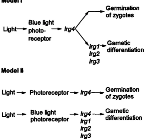 FIGURE 5."Two possible  models  representing  the  signal pathways by which  light  controls  gamete  formation  and zygote germination