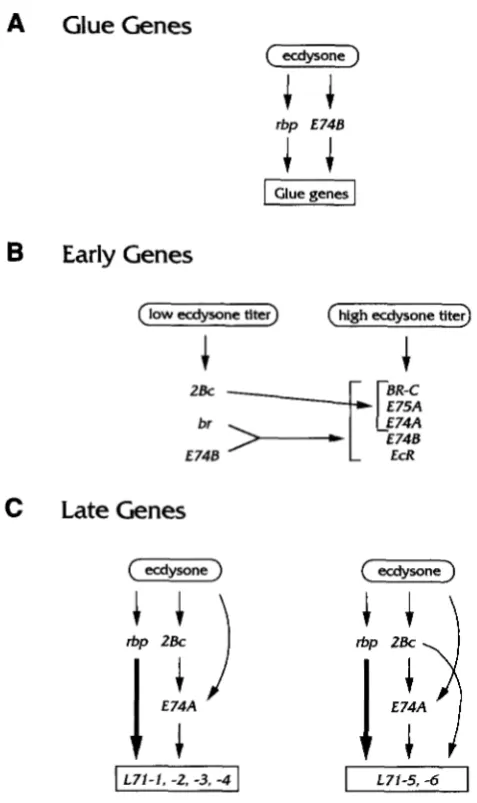 FIGURE: 7.-Models late gene transcription by the 