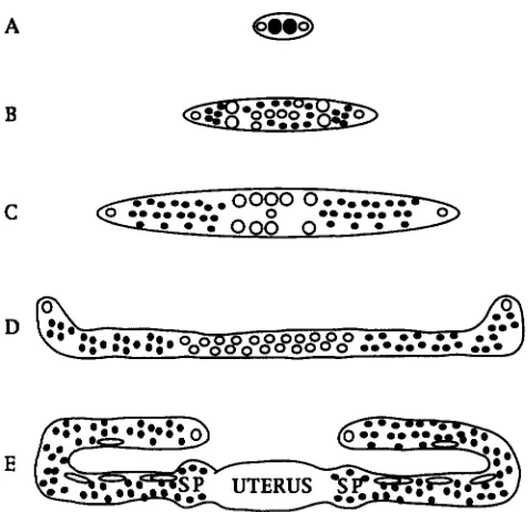 FIGURE  1 will form the structures The germ  nuclei continue to proliferate and those  in the spermatheca differentiate into sperm