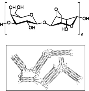 Figure 2.  Structure of agarose polymer (top) (reprinted from Wikipedia) and model for agarose gelation (bottom) (showing double helices and assocation of double helices into junction zones (reprinted from Clark and Ross Murphy (1987))