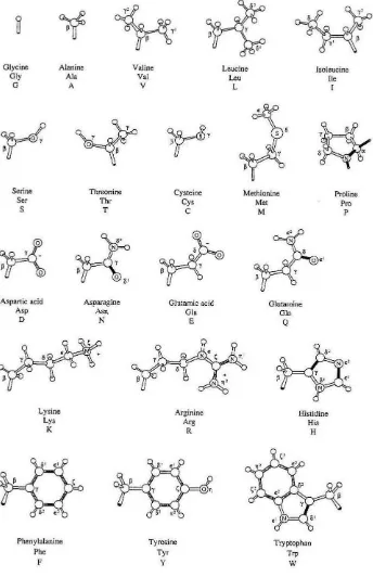 Table 1 Just as quarks come in three different flavors, amino acids come 