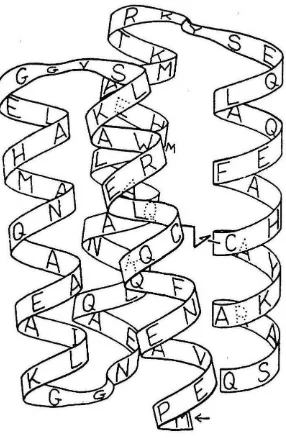 Figure 4 Example of a four-helix bundle. Ribbon drawing of the sequence 