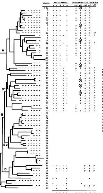 FIGURE 3.-Distribution of Rhs ele- ments and core extensions. The 