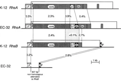 FIGURE 4.-Comparison of ECOR-32 gous region of the ECOR-32 chromosome.  The large  white and RhsBof K-12