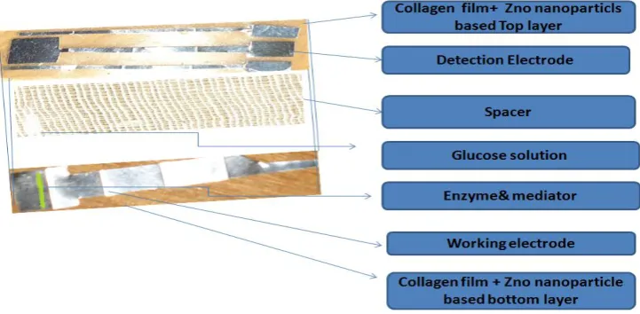 Fig. 3. Working principle of ZnOCGS sensor   
