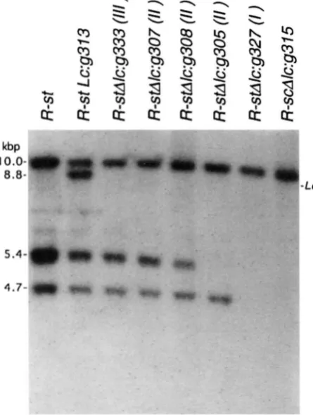 Figure 4 lack the 3.0-kb fragment specific by R- for the 3’ 