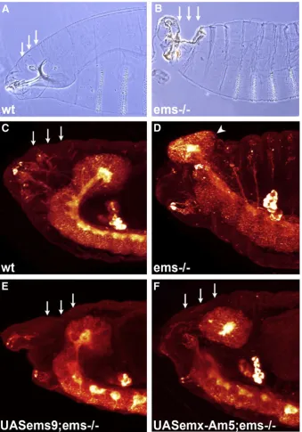 Fig. 3. The coralrescue construct. Both, targeted expression of the emx gene rescues the ﬂy ems mutant head defect