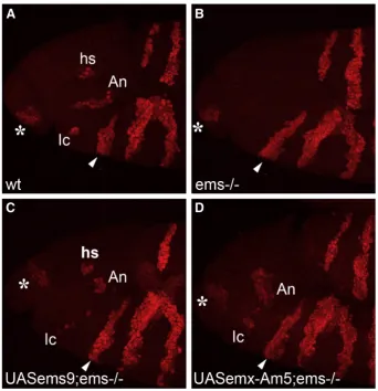 Fig. 6. Total number of rescued head segments as judged byexpression ofcoralmutant under the control of the samep en expression pattern inems null mutants for different rescue constructs