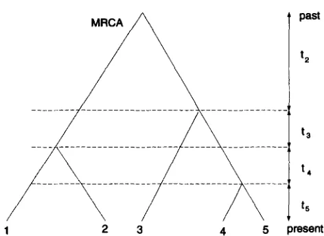 FIGURE 1.-An example of a coalescent tree for a sample of  five alleles. 