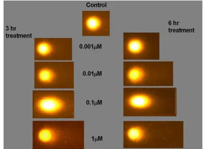 Figure 4:   Images of CHO cells treated with different concentrations of SMA-DMSO showing DNA damage in the Comet assay 