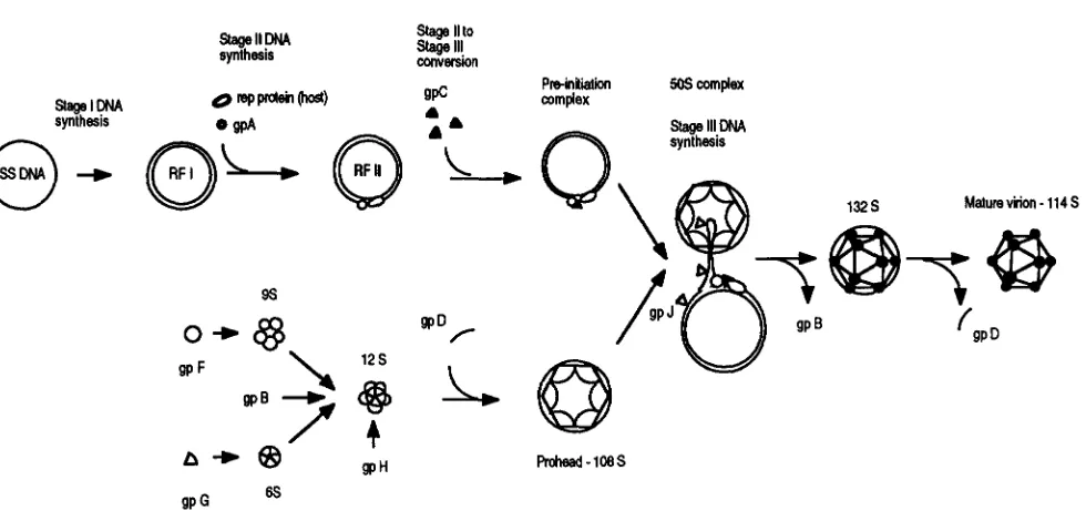 FIGURE 1.-The #J X174 morphogenetic pathway. 