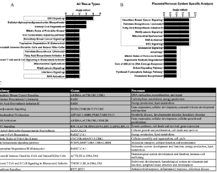Figure 3. The top 15 canonical pathways identified by IPA analysis using annotations for all tissue types (A) and only the annotations specific to the placenta/nervous system (B)