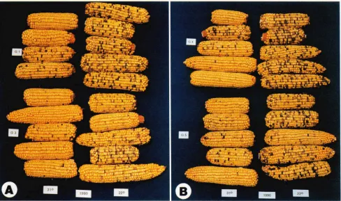 FIGURE 2.-A percent of the kernels on each of the ears represent the development. Testcross ears from the in the first three columns of each photograph represents the environmental influence on paramutant R-allele pigment expression that occurred 50% C3, c