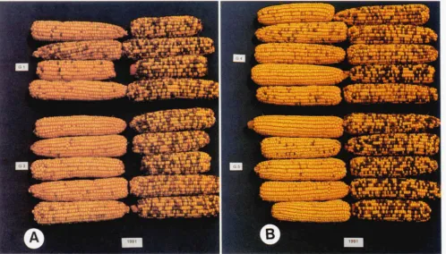 FIGURE 3.-The  carry-over, for 3 weeks B, expressions induced in plants that, in 1991,  of the influence of early temperature and light conditions on four paramutant R-allele two Merent environments the previous  year,  1990