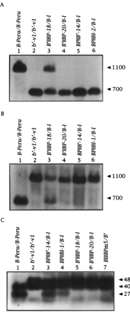 FIGURE 5.-Restriction  analysis  of recombinant alleles. which the size  of the fragments  seen was estimated by comparison  to a Figure 4