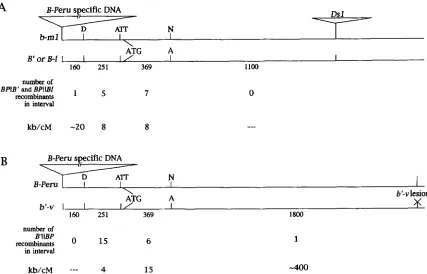 FIGURE 7.-Recombination  frequency shown.  The  drawings  are The  numbers  under  each  interval  indicate  the  number point) kb/cM is B-Z