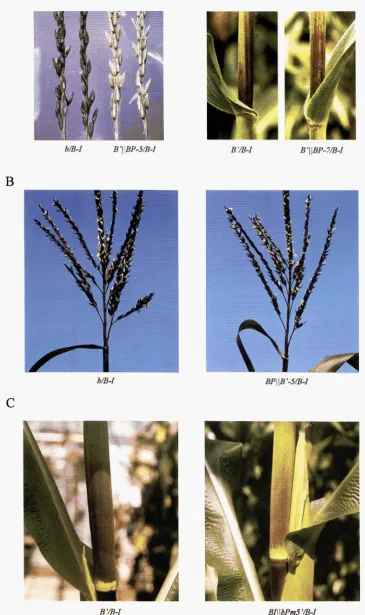 FIGURE g.-Paramutation  phenotypes as of recombinant  alleles. Plants  were photographed at  maturity
