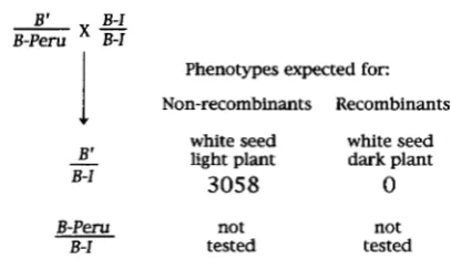 FIGURE 1.-Sequences  required  for  paramutation  are tightly  linked  to B’. The  crosses  performed  to  screen 