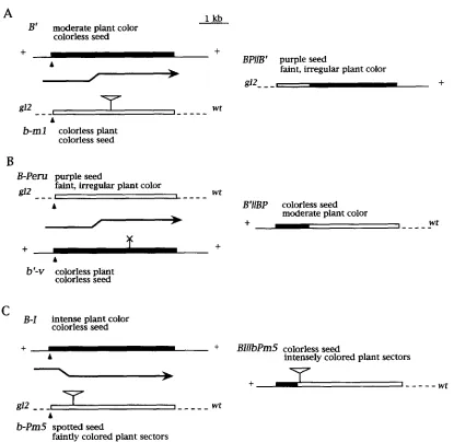 FIGURE 3.-Schematic phenotype of arrows indicate the  junction between highly conserved and  unrelated sequences