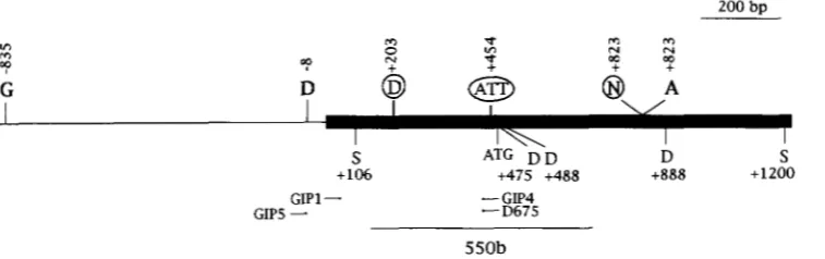 FIGURE 4.-Polymorphisms location are indicated. S, B-Peru used to  distinguish the B-Zand B‘ sequence from the B-Peru sequence