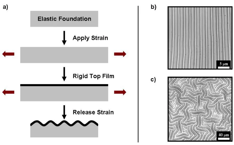 Figure 1.9. a) Schematic of the formation of buckles on an elastic substrate; b) optical microscopy images (top view) of typical unidirectional buckles and c) optical microscopy image of isotropic buckles (oriented in random directions).120  